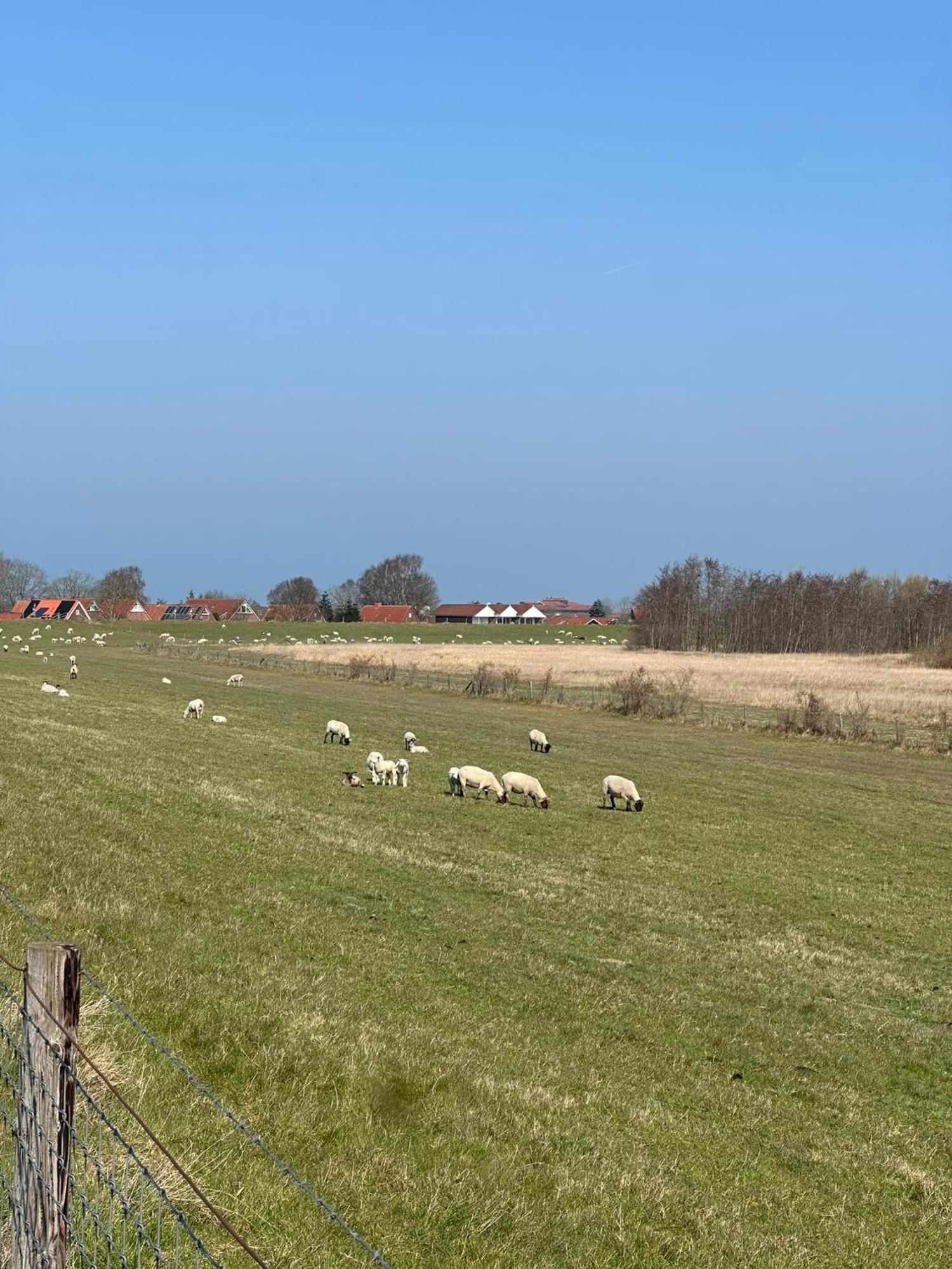 Luettje Moeoev An Der Nordsee * Schillig